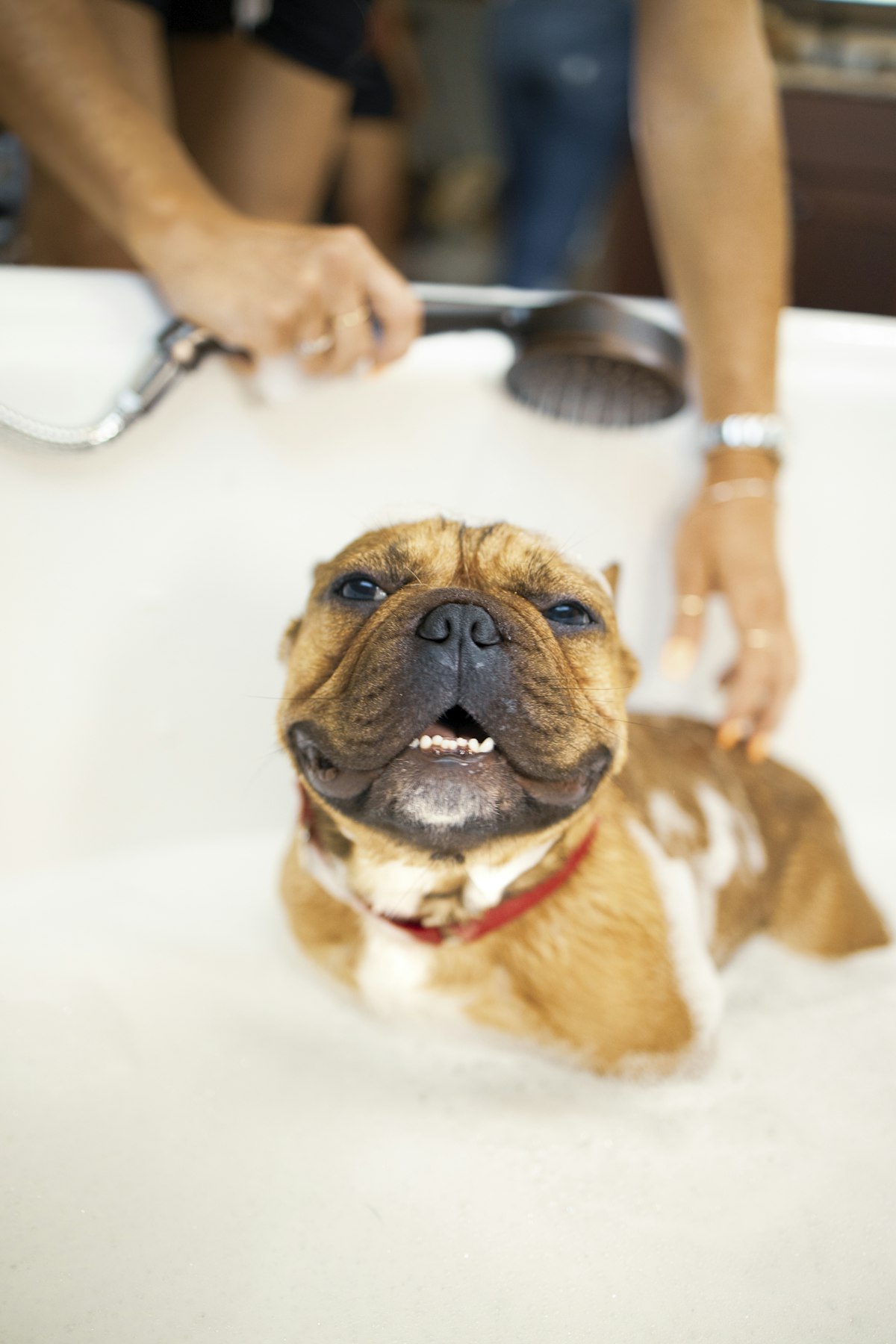 Bulldog getting a bath at the grooming tub