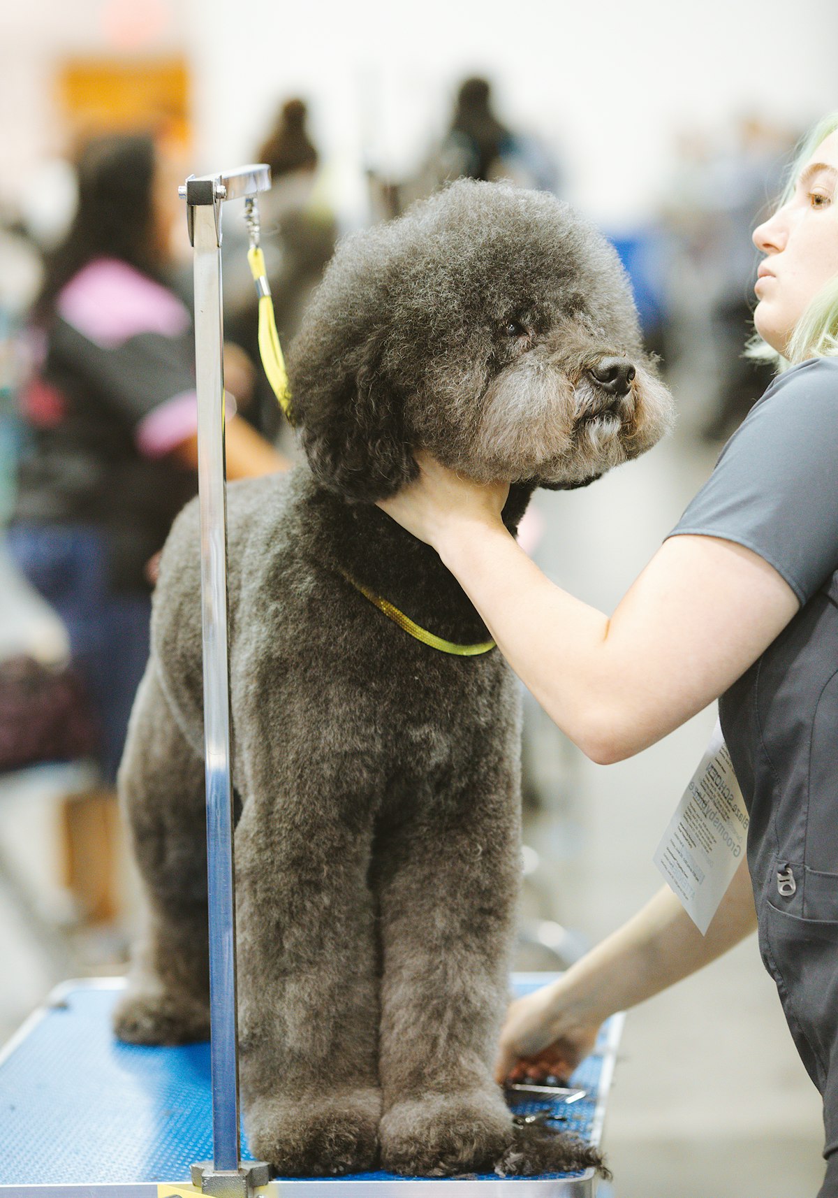 Poodle on the grooming table