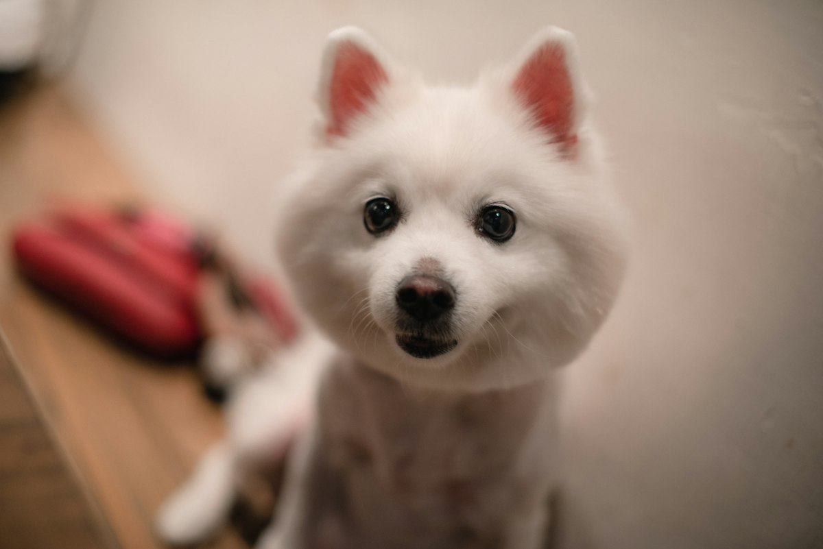 Freshly groomed white dog