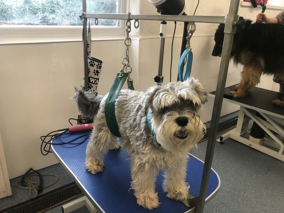 Schnauzer on a grooming table in a busy salon