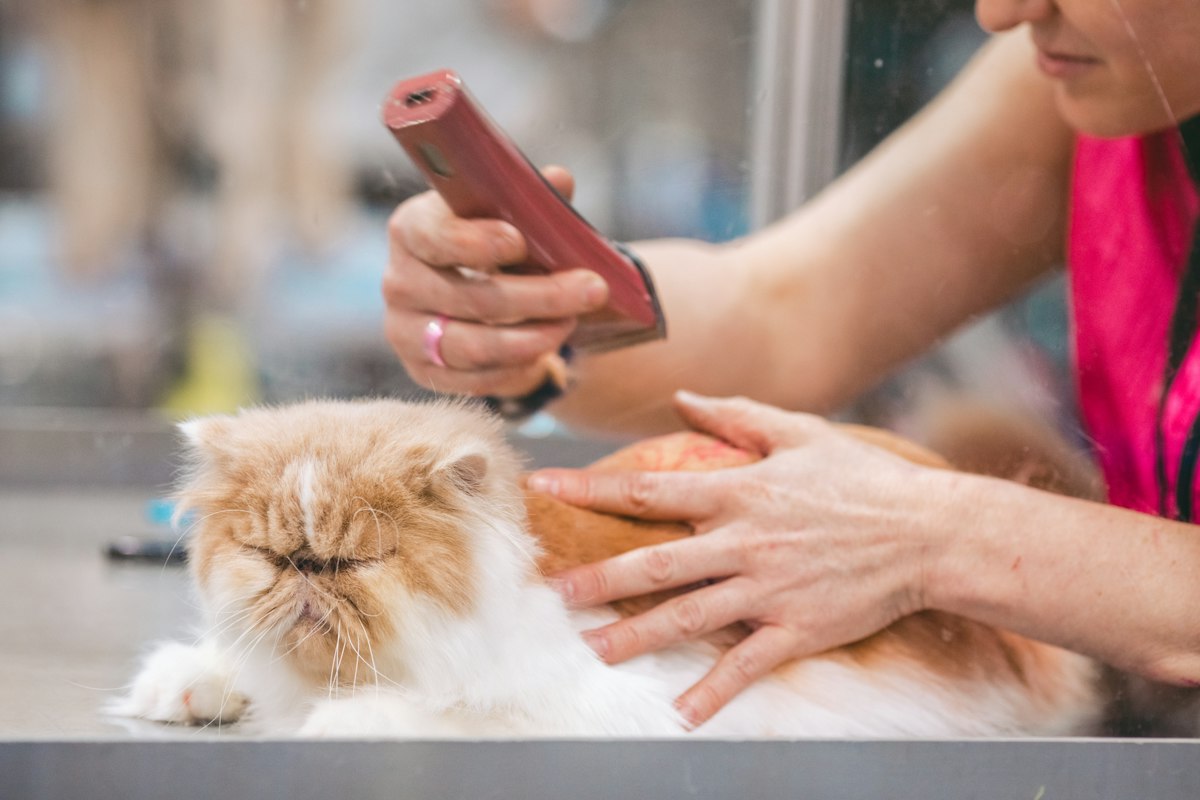 Persian cat being clipped on the grooming table