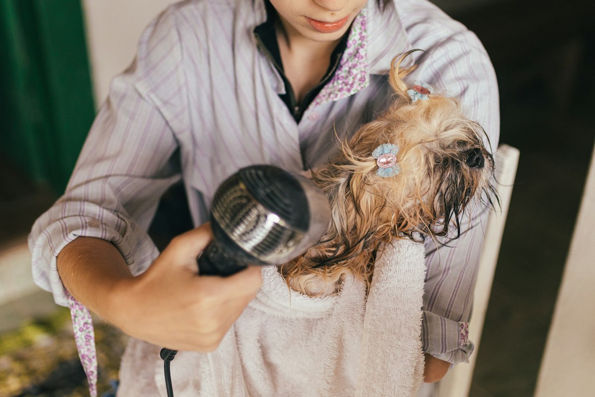 Groomer blow-drying a small dog wrapped in a towel